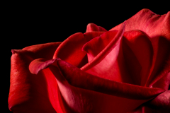red-rose-rose-rose-bloom-blossom-57423